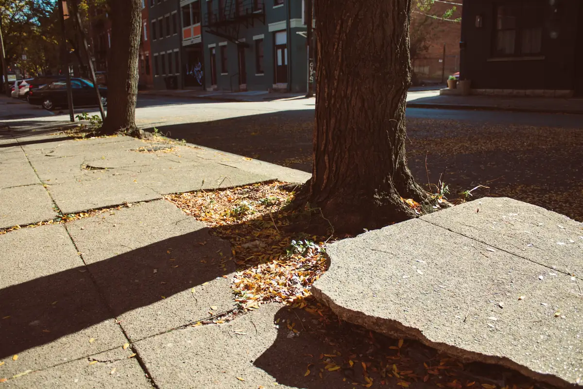 Sidewalk slab pushed up and tilted by a street tree, leaving a raised broken edge